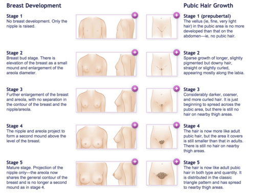 puberty girls stages chart